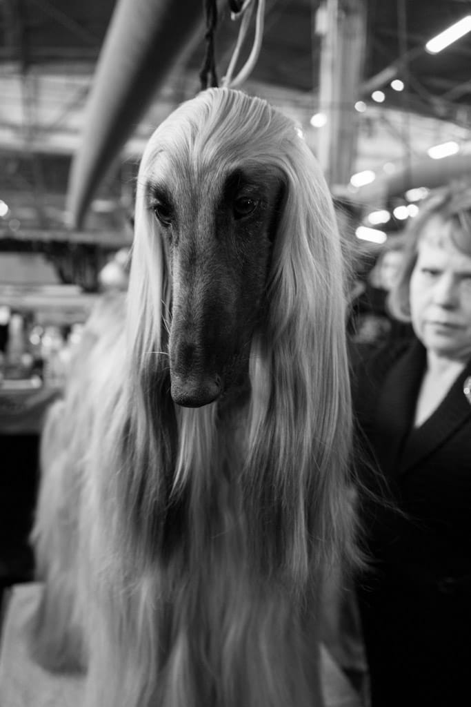 05_Murray_Afghan_in_Thought