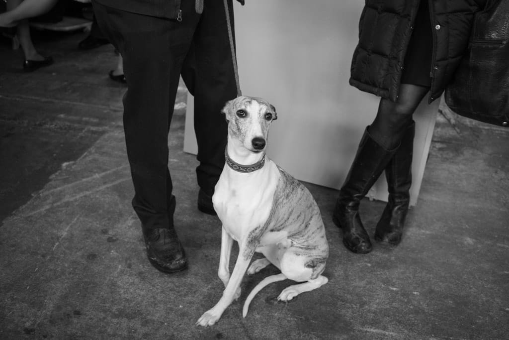 08_Murray_Whippet_Legs