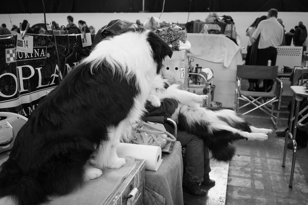 09_Murray_Border_Collie_Reclining