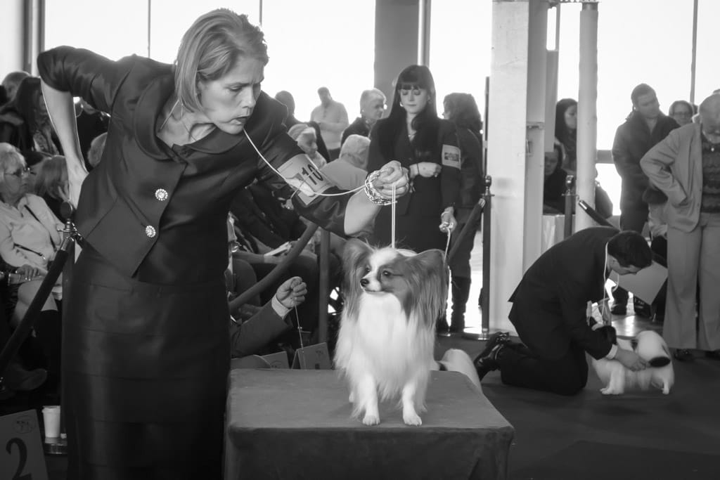 11_Murray_Papillon_No_10