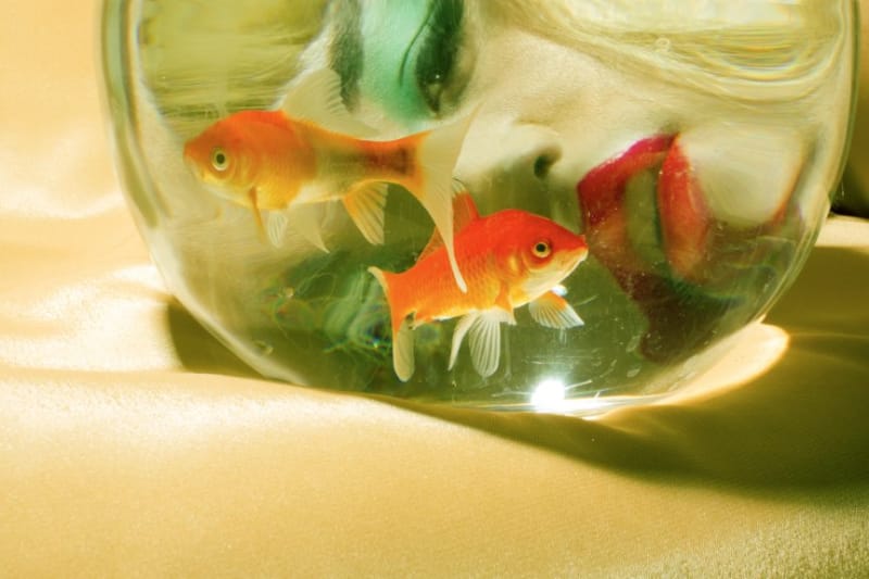 1458986_10153632025780111_1426313110_n