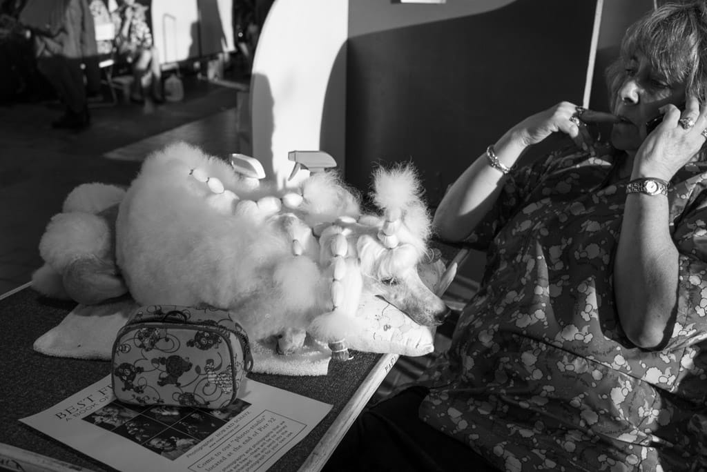 15_Murray_Best_Friend_Poodle