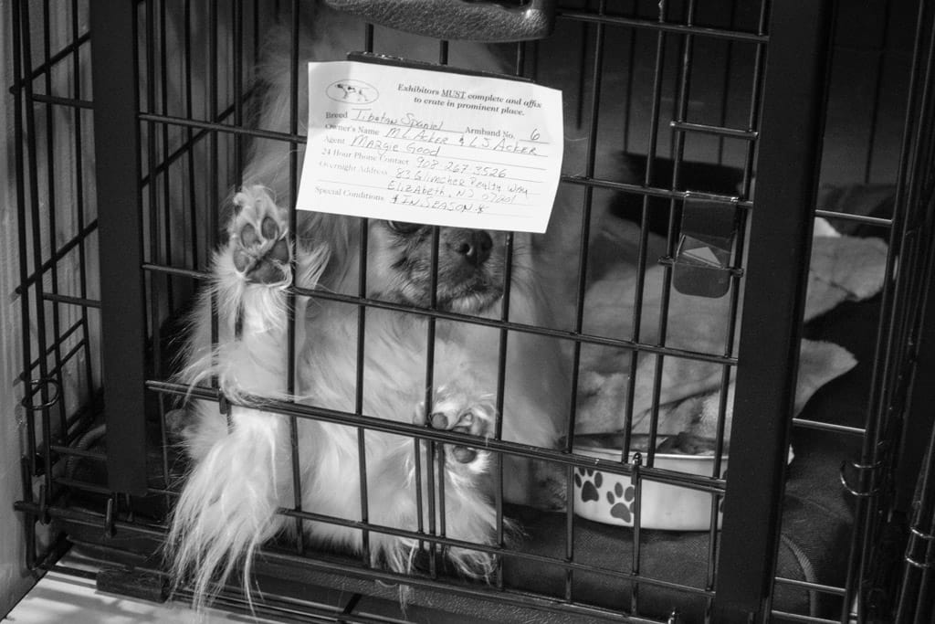 17_Murray_Tibetan_Spaniel_In_Season