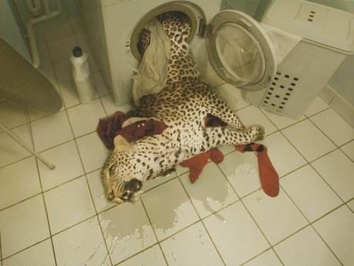 a965742d42bc3ac3dcc15891acb68cca