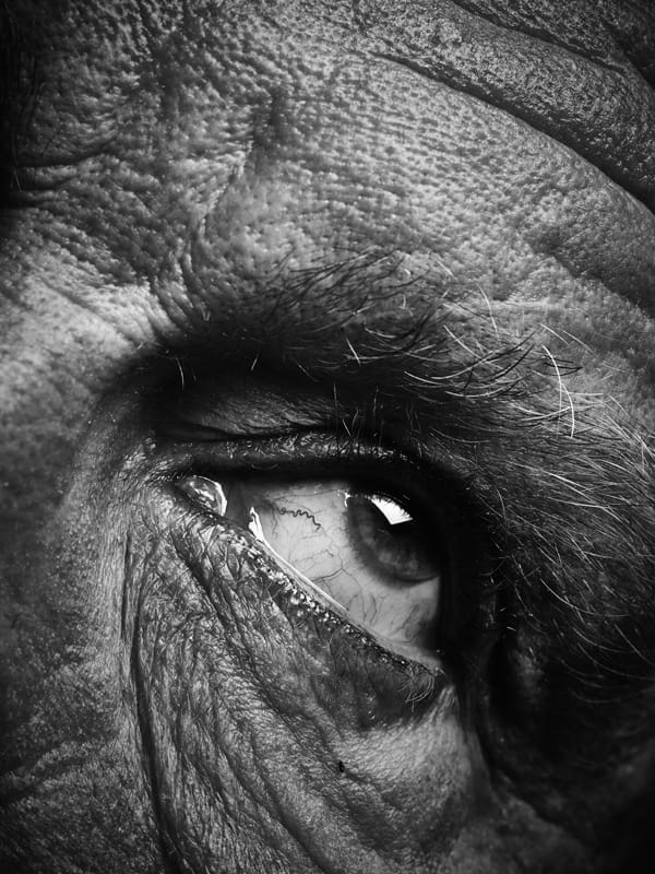 Bill_Brandt___Eyes_(date),_2014_d