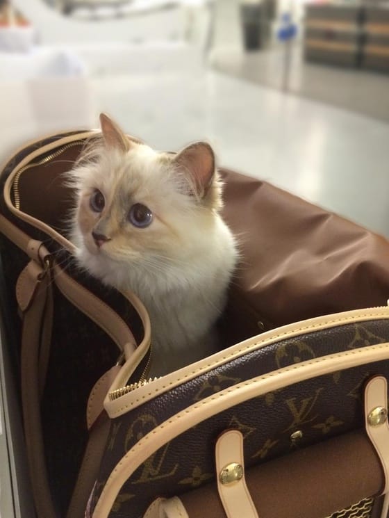 choupette___photo_karl_lagerfeld_jpg_4365_north_560x745_white