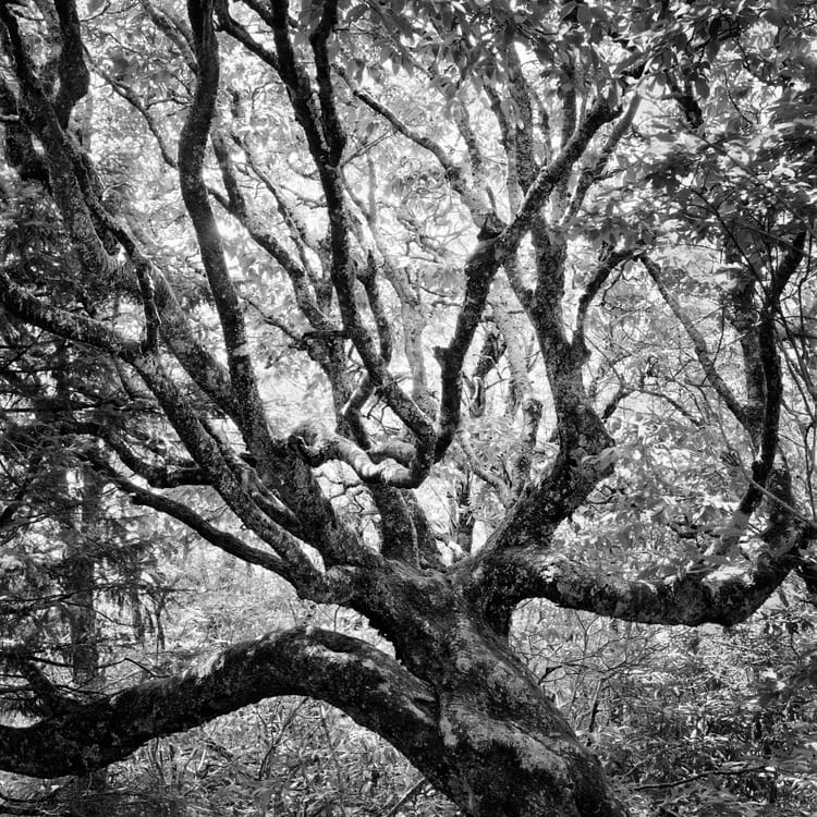 Dimmitt_Benjamin_Craggy+Mountains+#12+copy