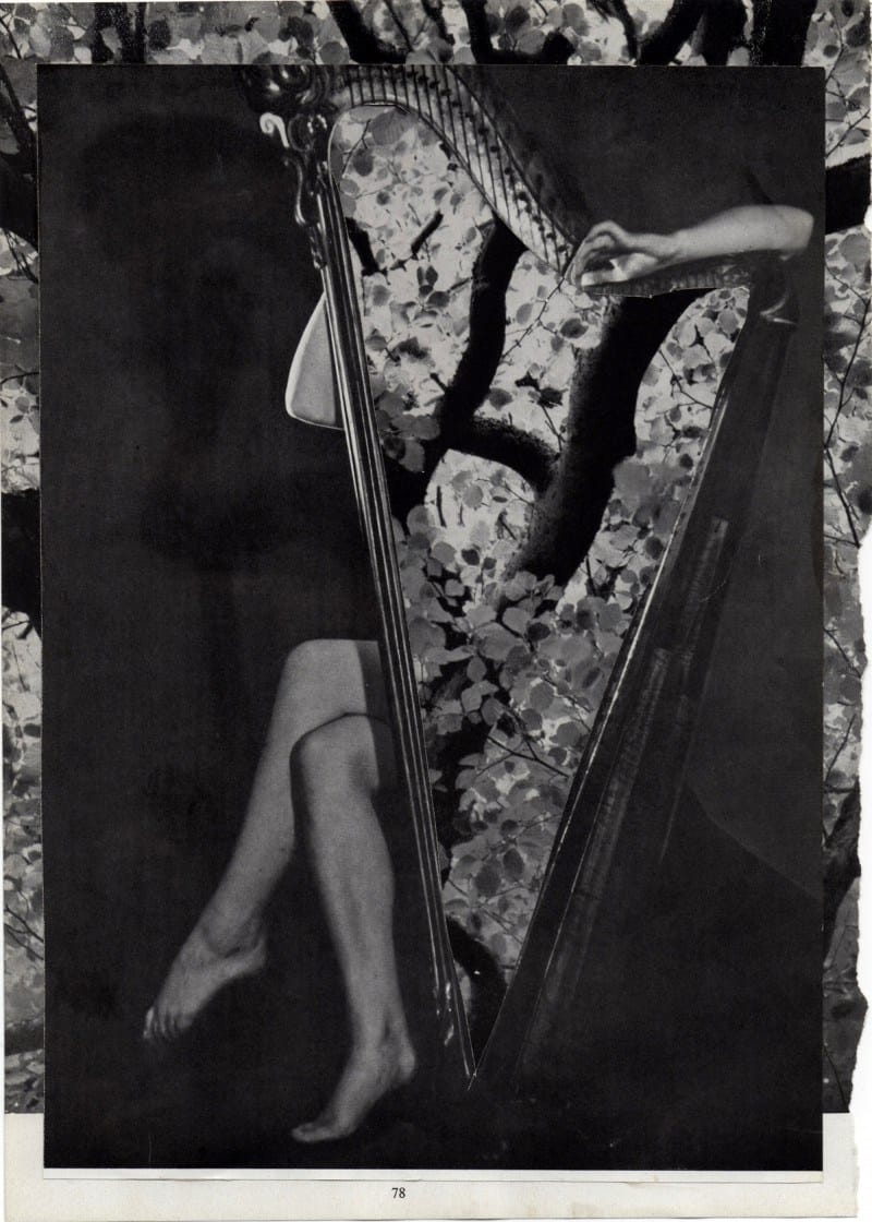 harpblossom-e1436913423370