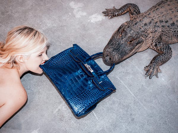 hermes-alligator