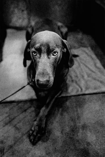 michel-vanden-eeckhoudt-belgique-2011