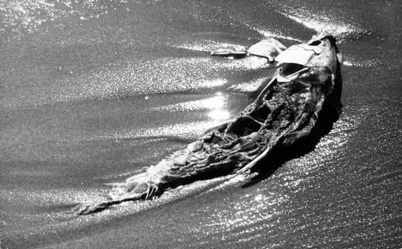 poisson_mort_image_full