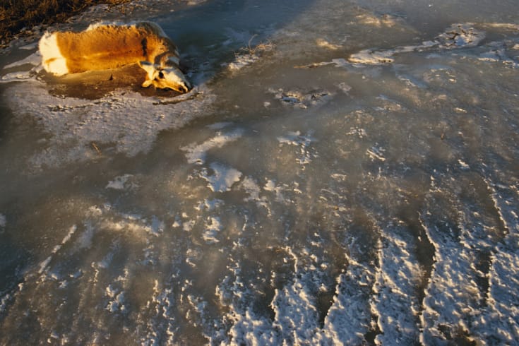 © Rebecca Norris Webb, “Pronghorn,” from My Dakota (Radius