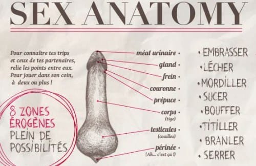 Sex-Anatomy-555x360