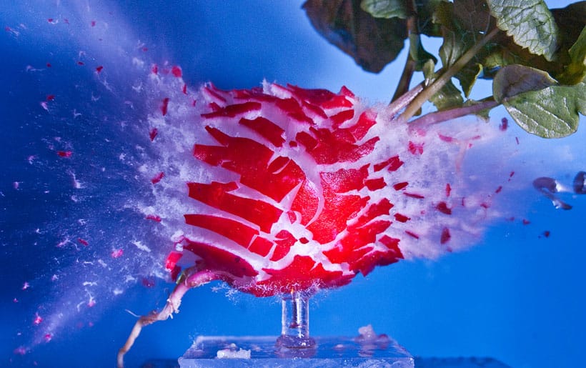 un-photographe-capture-le-moment-exact-dun-impact-et-sublime-lexplosion-des-objets6