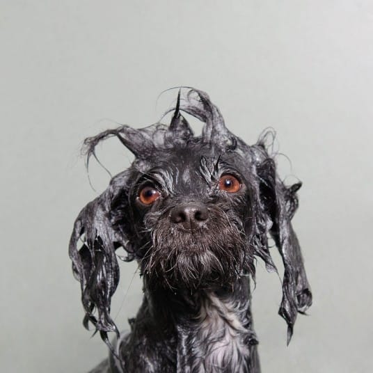 wetdogs_black_2745074k