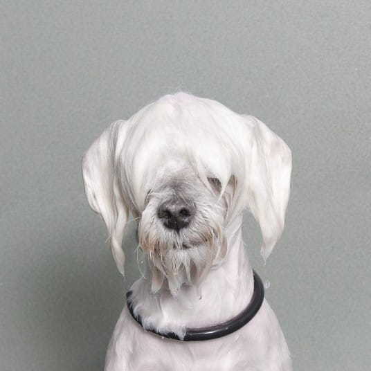 wetdogs_white_2745075k