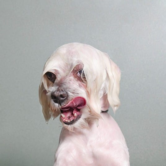 wetdogs_white_2745090k