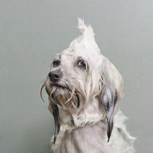 wetdogs_white_2745091k