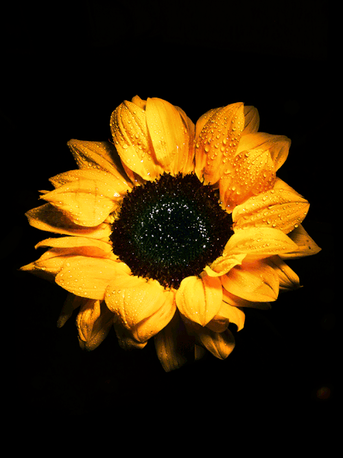 sunflower_011
