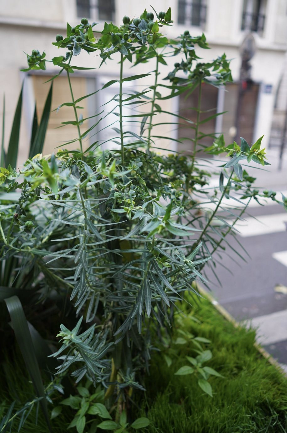 Jardin qu'elle entretenait vers Bonne Nouvelle, vers la rue des Ecuries.