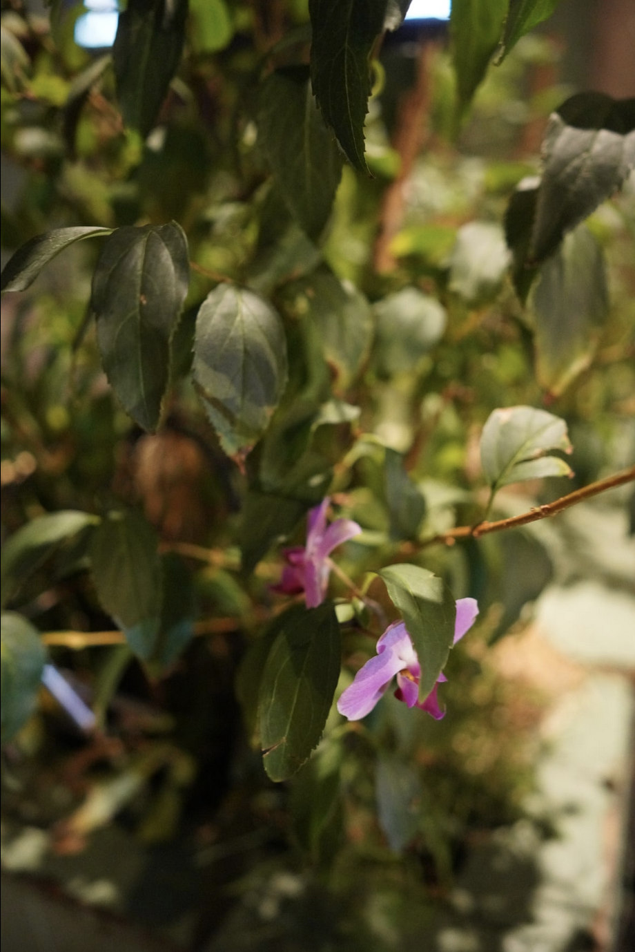 Jardin qu'elle entretenait vers Bonne Nouvelle, vers la rue des Ecuries.