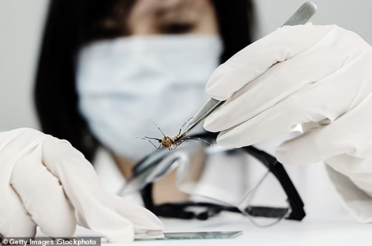 L'Organisation mondiale de la santé pense que les agents pathogènes transmis par les insectes, notamment, pourraient déclencher la prochaine pandémie, alors qu'elle a lancé sa nouvelle initiative mondiale sur les arbovirus (photo d'archives) 