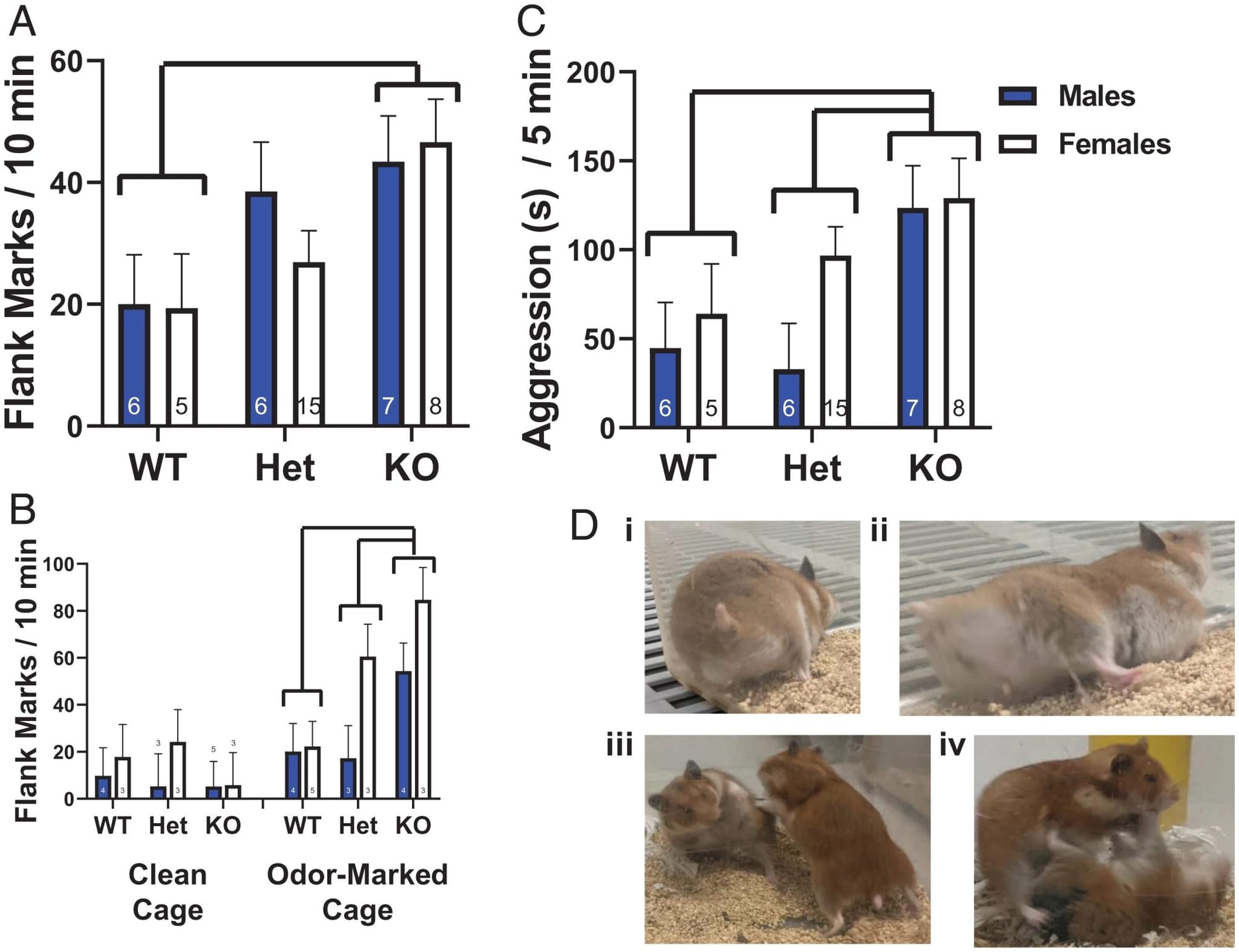 Flank marking and aggression in WT, heterozygote (Het), and KO hamsters. (A) Flank marking exhibited by WT, heterozygote, and KO hamsters when exposed to a cage previously marked by a same-sex conspecific. (B) Flank marking exhibited by WT, heterozygote, and KO hamsters exposed to clean and odor-marked cages. (C) Aggression exhibited by WT, heterozygote, and KO hamsters when exposed to a same-sex conspecific. Bars connected by brackets and lines indicate significant post hoc differences. Numbers inside bars or above indicate n. (D) Representative behavioral images. In i and ii, a M hamster flank marks the corner of a Plexiglas cage. In iii and iv, a larger F attacks and pins a smaller F. CRISPR-Cas9 editing of the arginine–vasopressin V1a receptor produces paradoxical changes in social behavior in Syrian hamsters . https://doi.org/10.1073/PNAS.2121037119